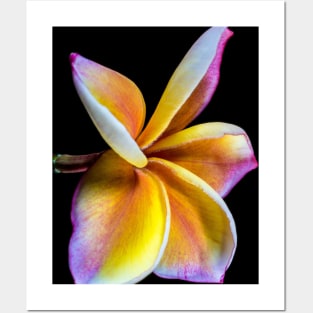 plumeria-flowers-frangipani-floral-awesome-bossom-shirtyshirto-39 Posters and Art